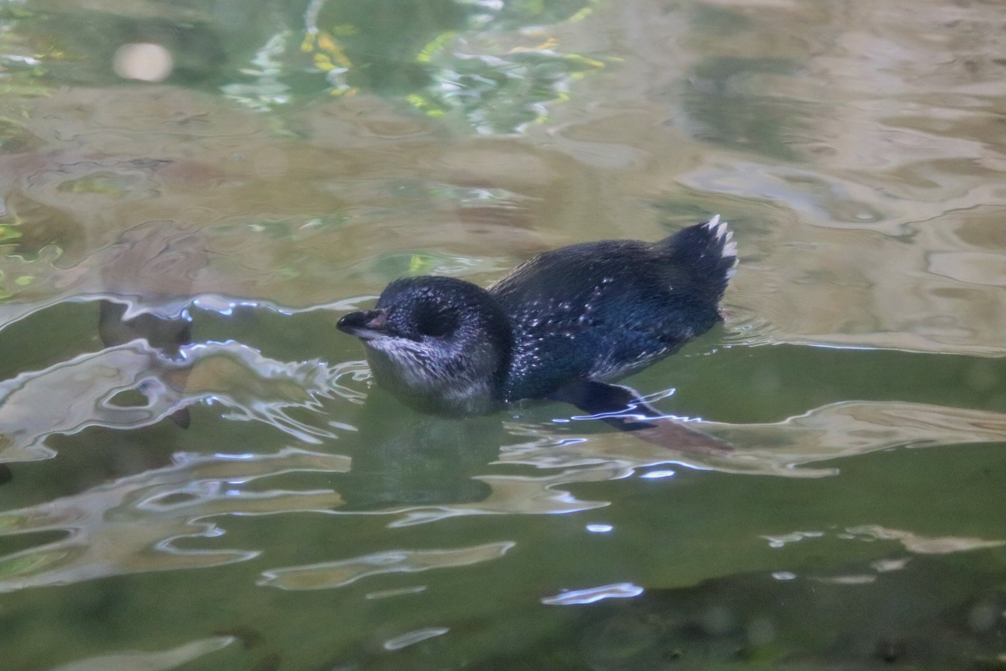 Little Penguin (Eudyptula minor)