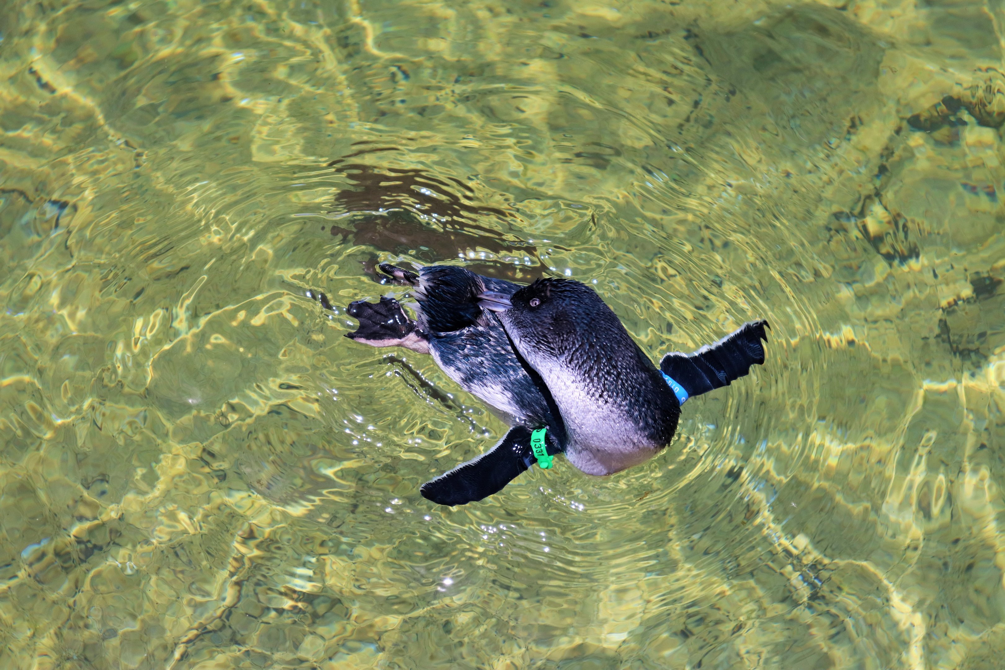 Little Penguin (Eudyptula minor)
