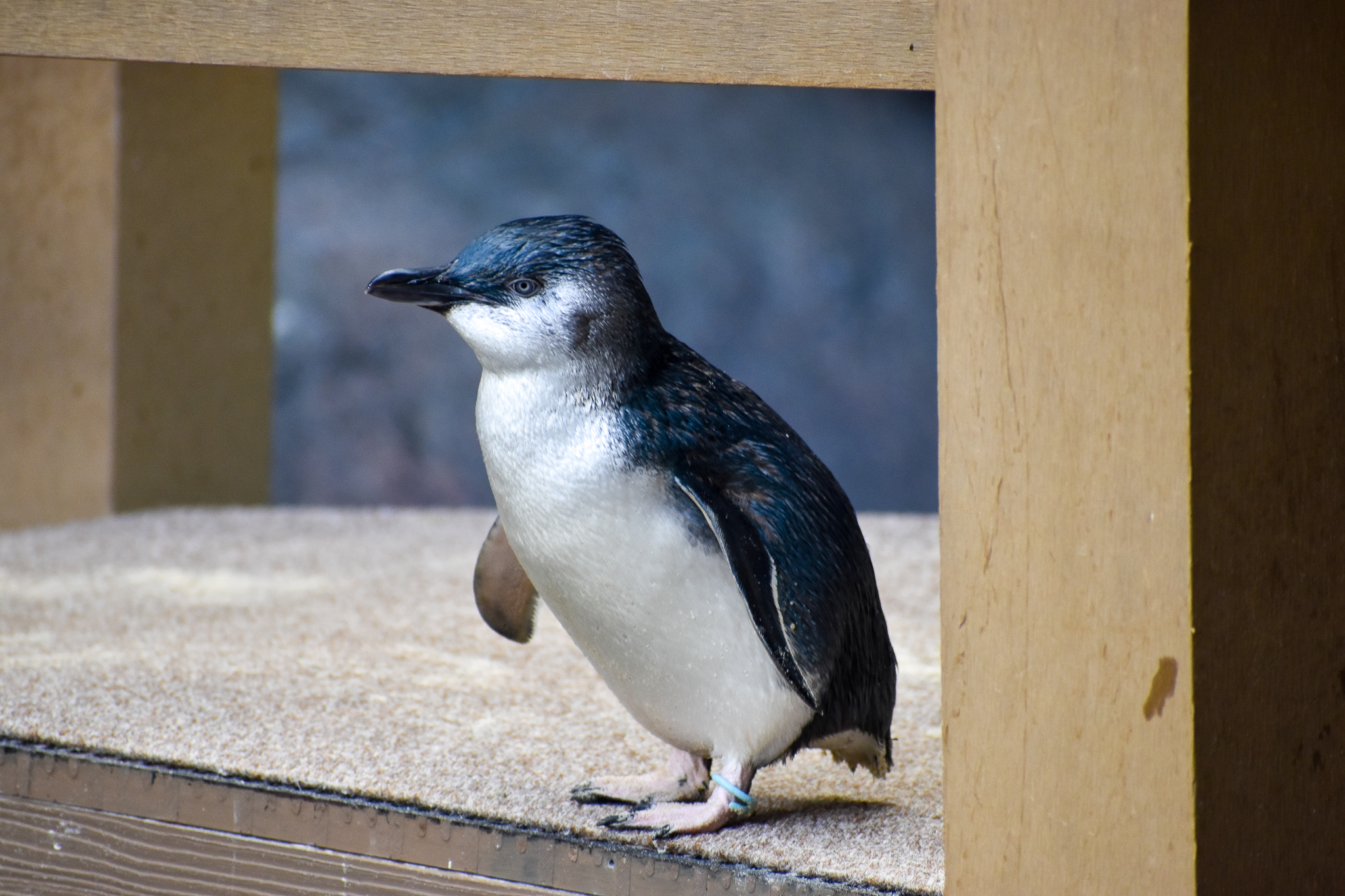 Little Penguin (Eudyptula minor)