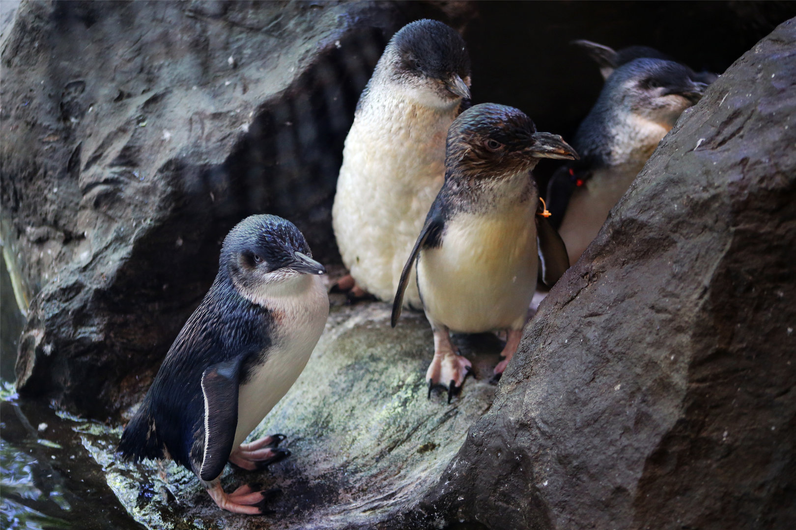Little Penguin (Eudyptula minor)