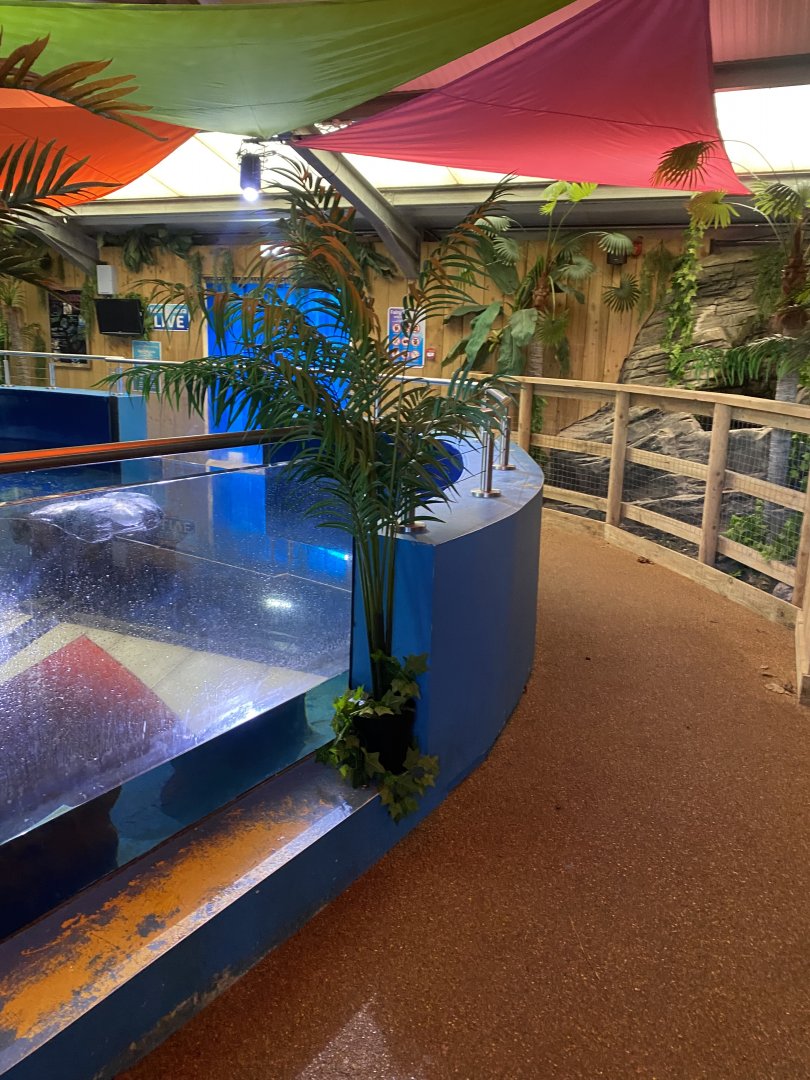 Little penguin exhibit 060125