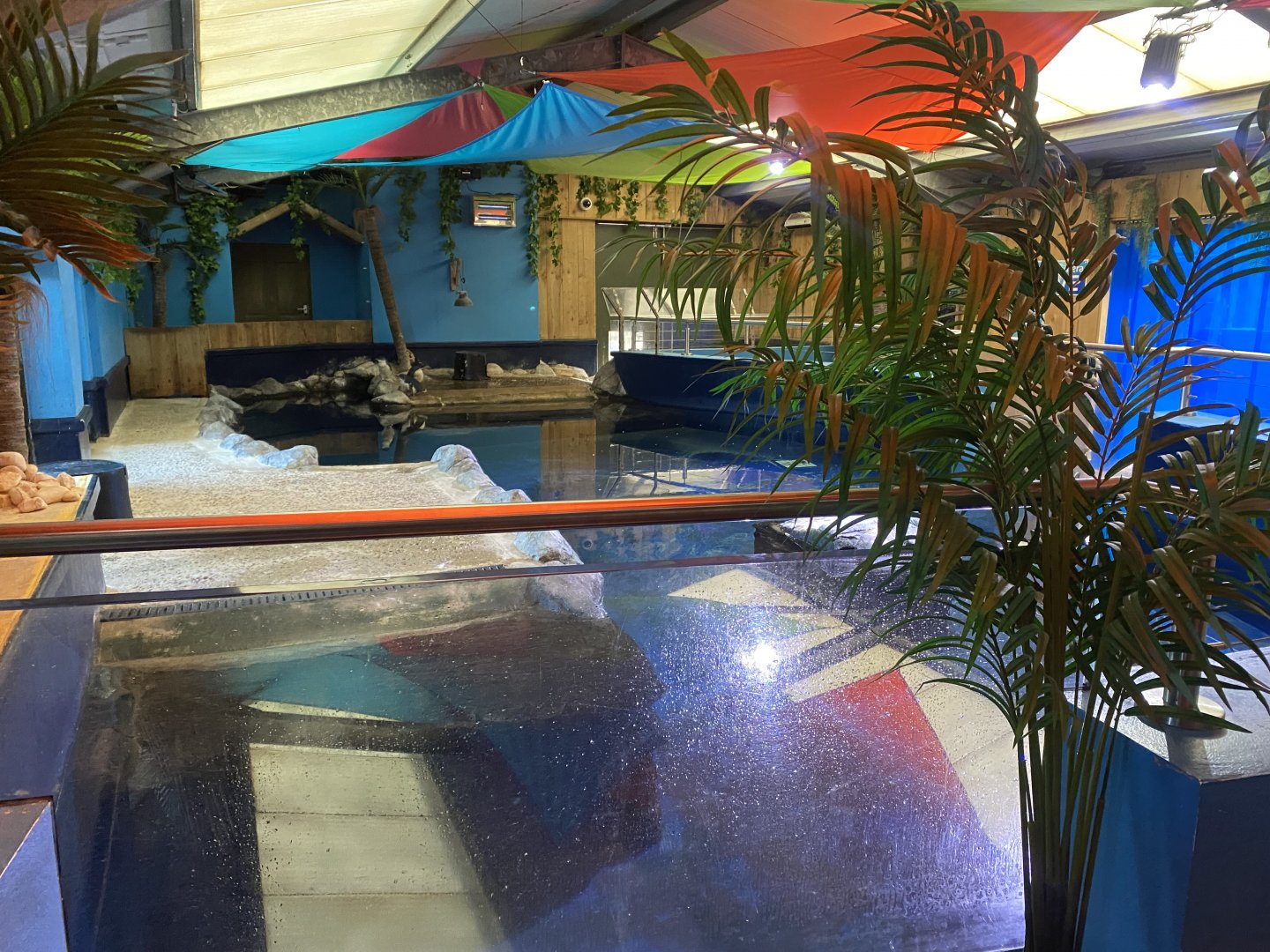 Little penguin exhibit 060125