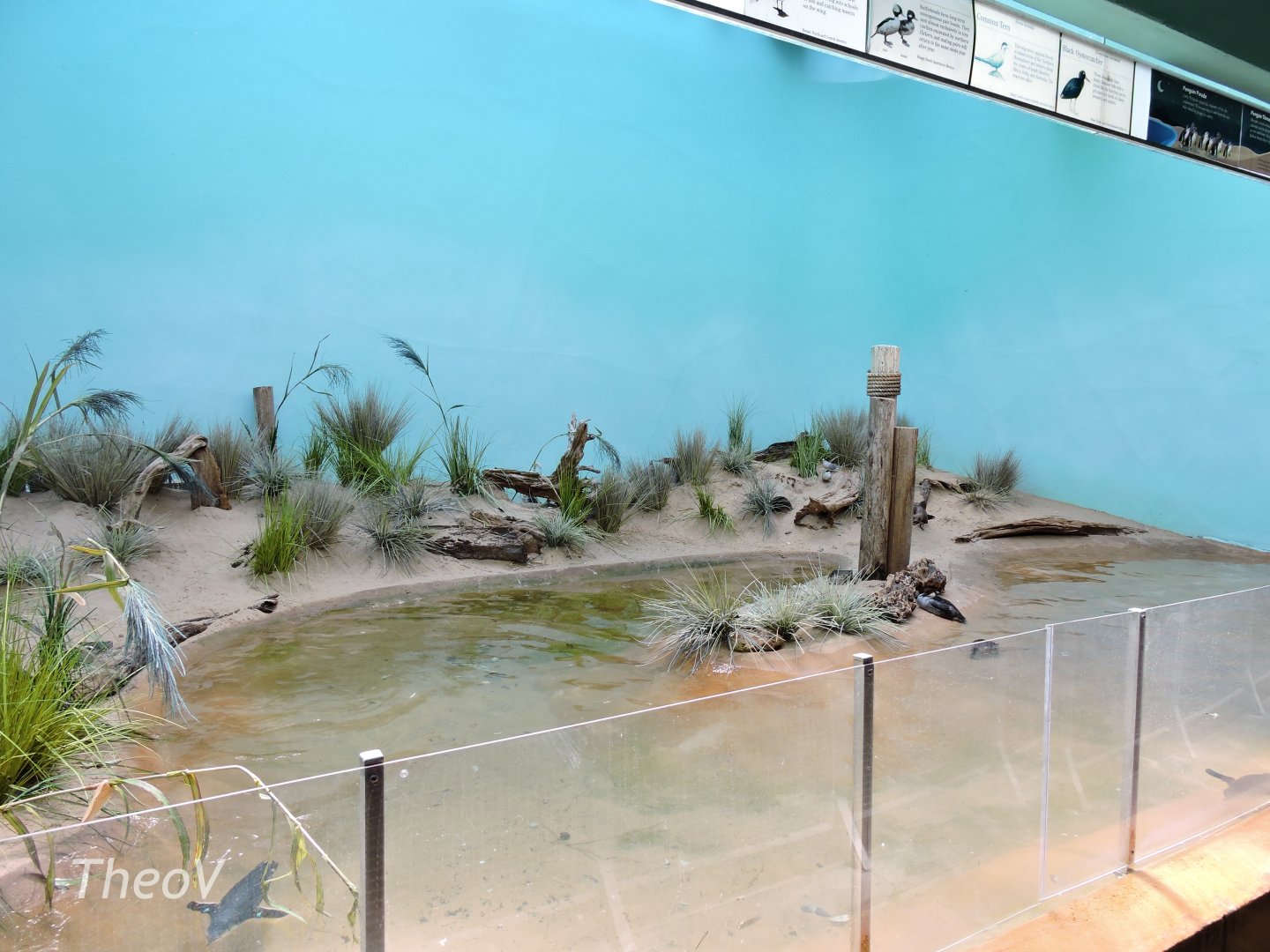 Little Penguin exhibit - Aquatic Bird House [2015]