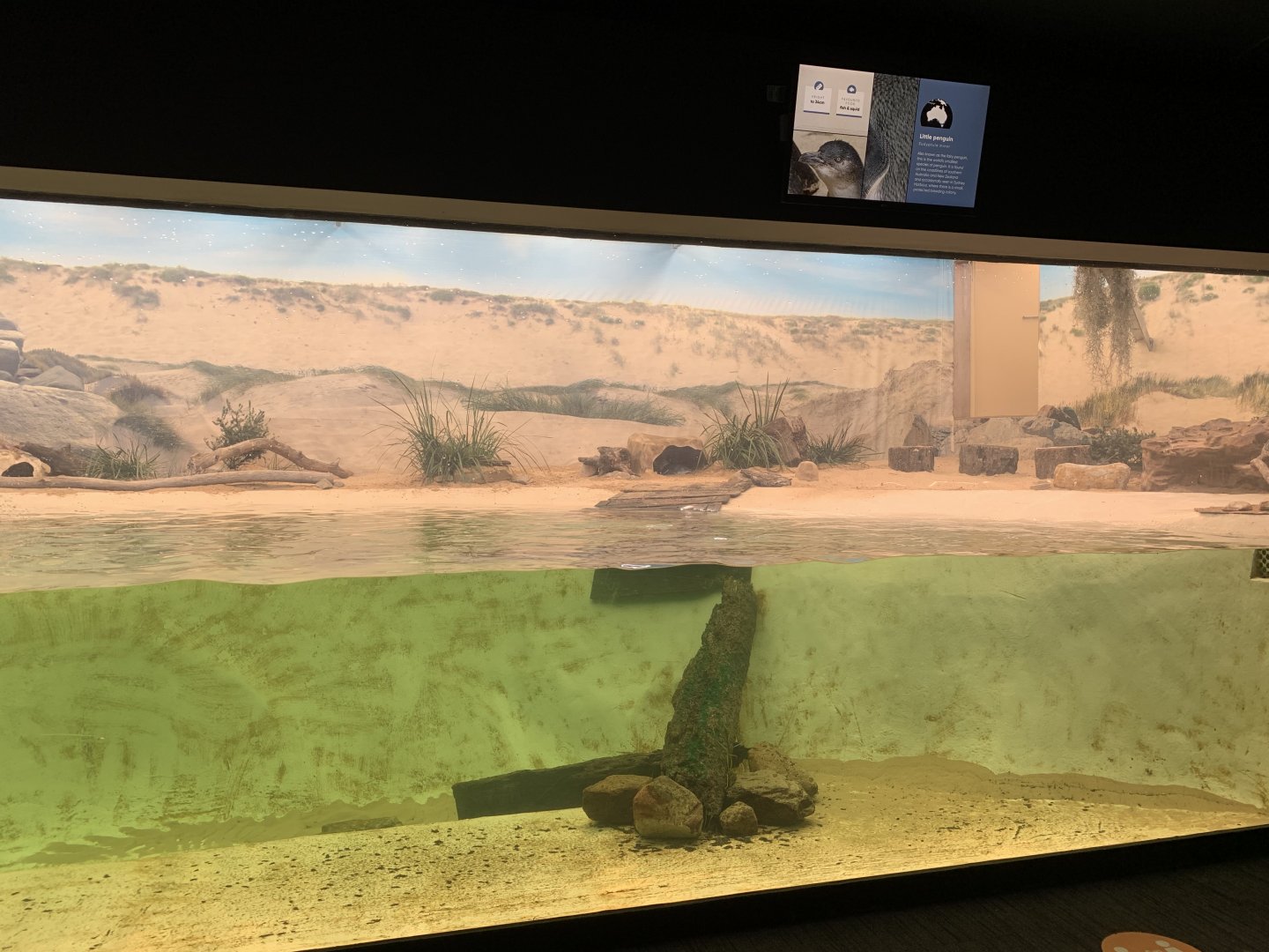 Little Penguin Exhibit