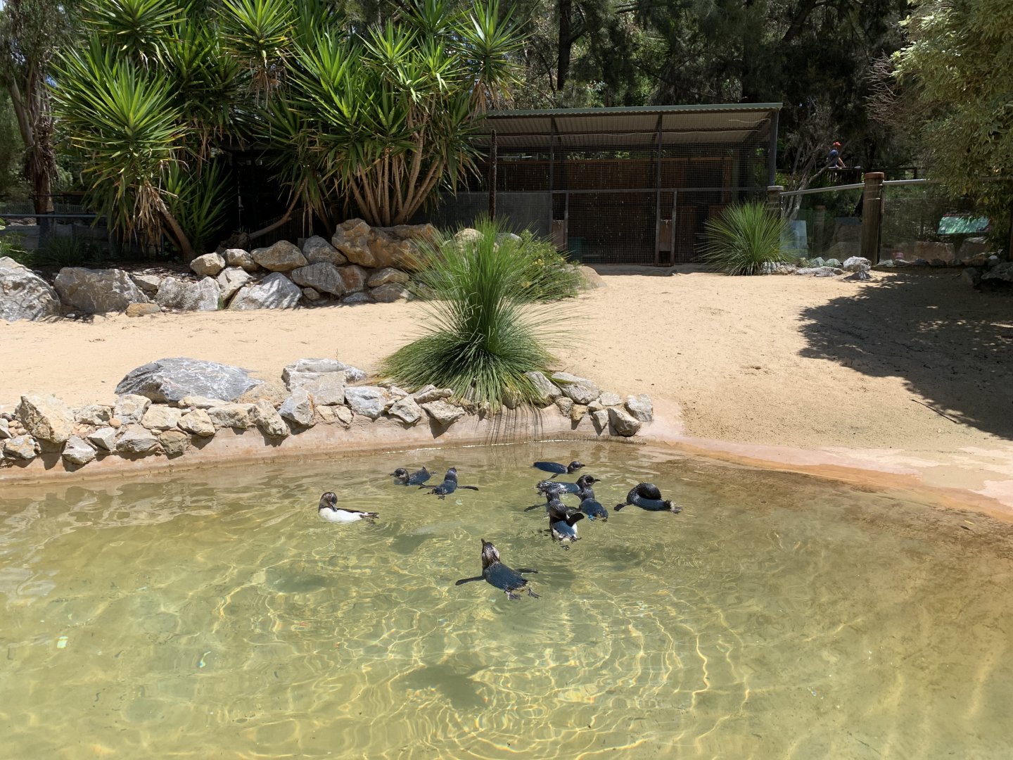 Little Penguin Exhibit