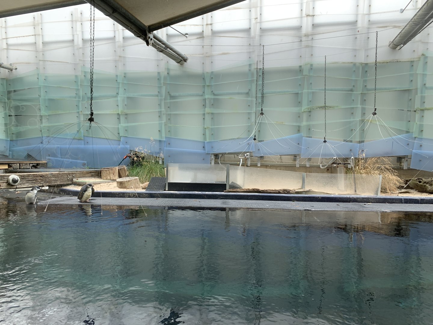 Little Penguin Exhibit