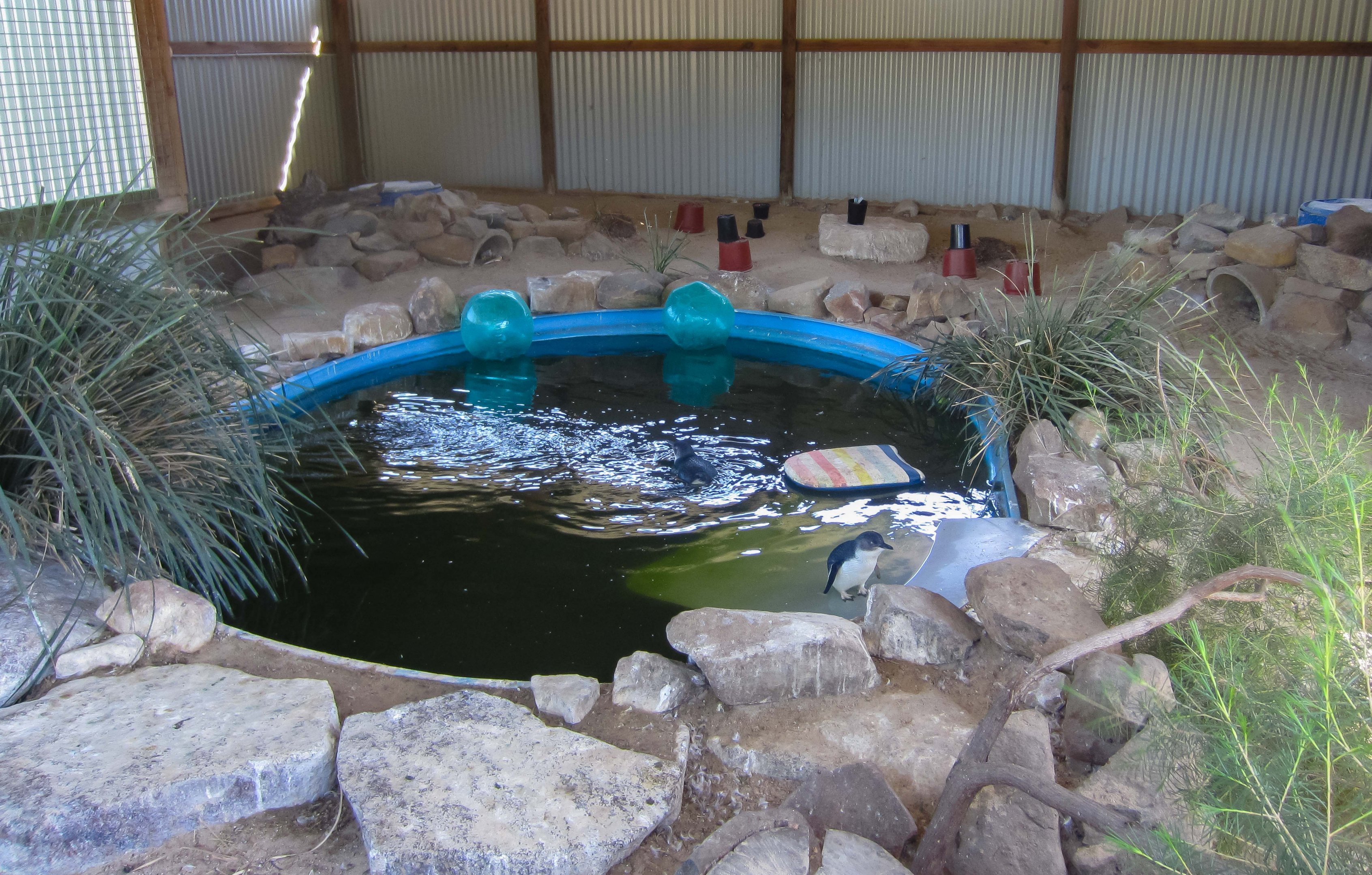 Little Penguin exhibit