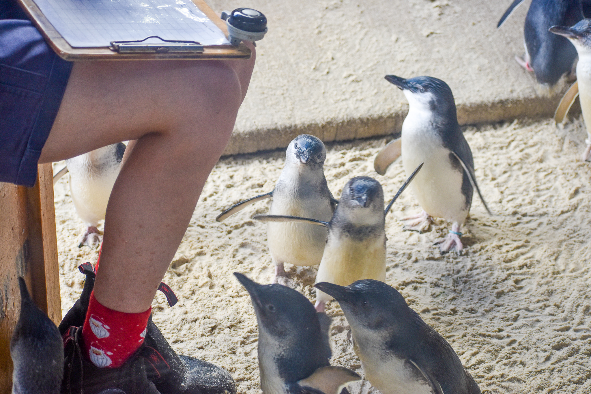 Little Penguin Feeding Time
