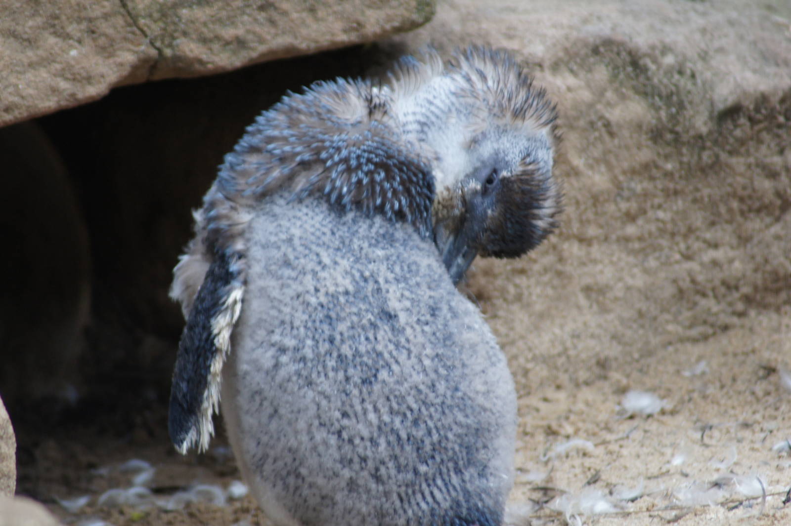 Little penguin in moult