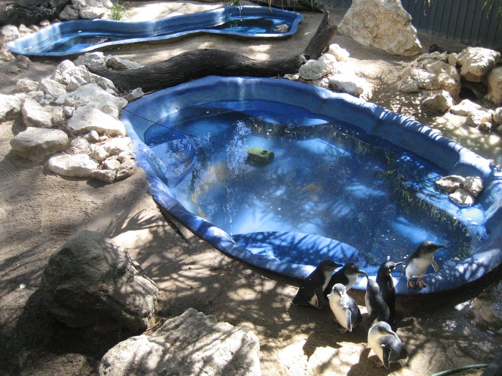 Little Penguin pools