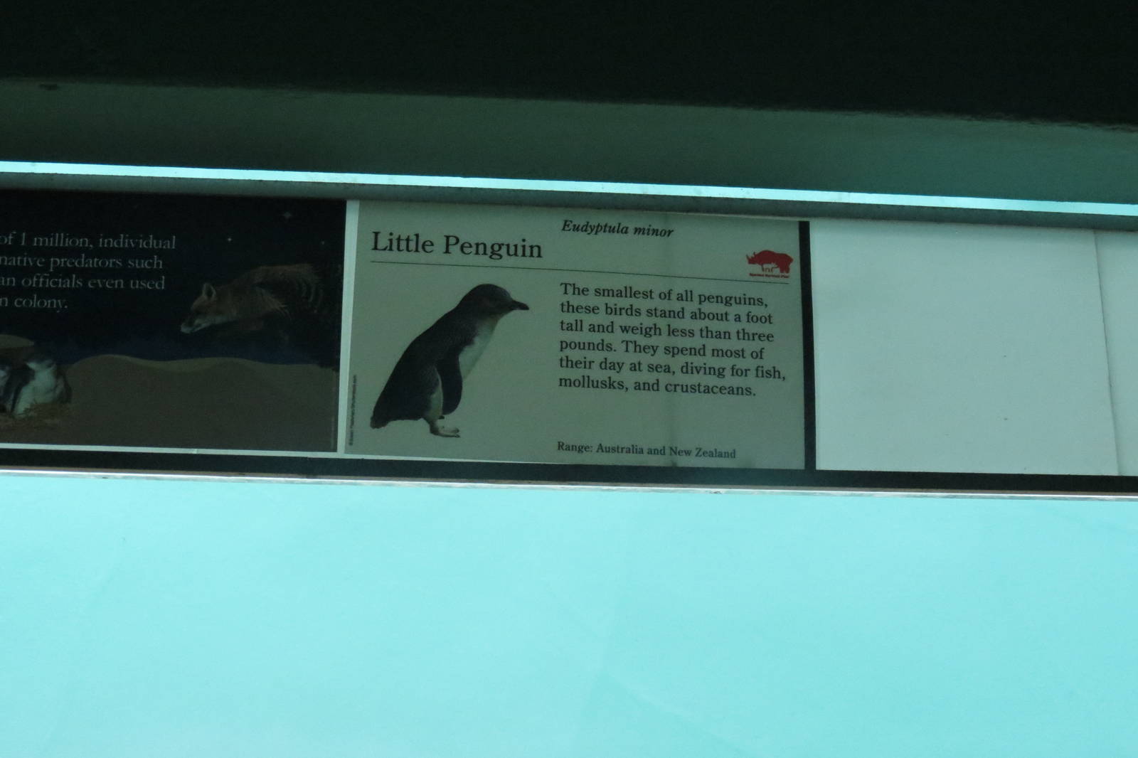 Little Penguin Sign