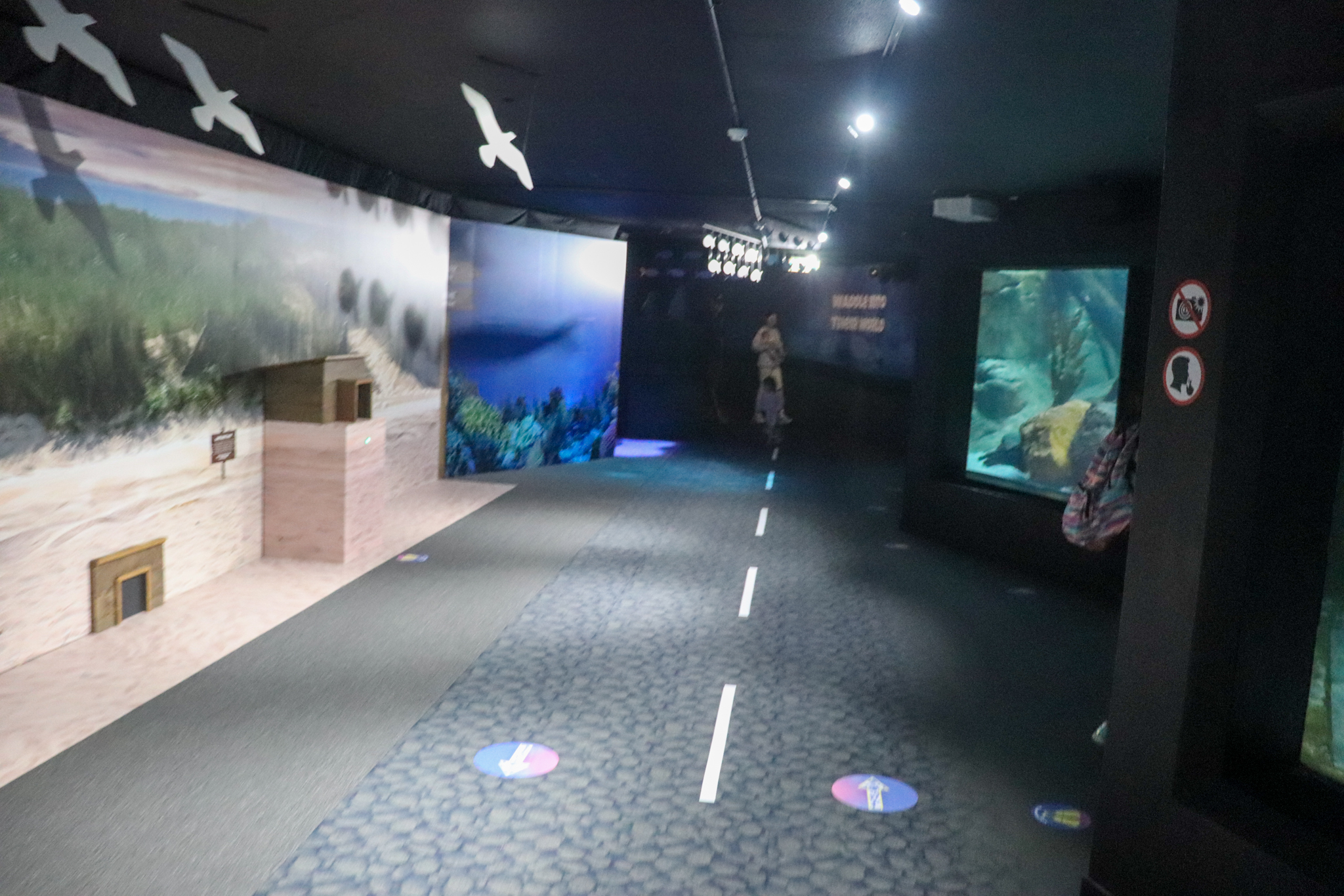 Little Penguin Underwater Viewing