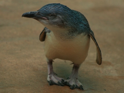 Little Penguin