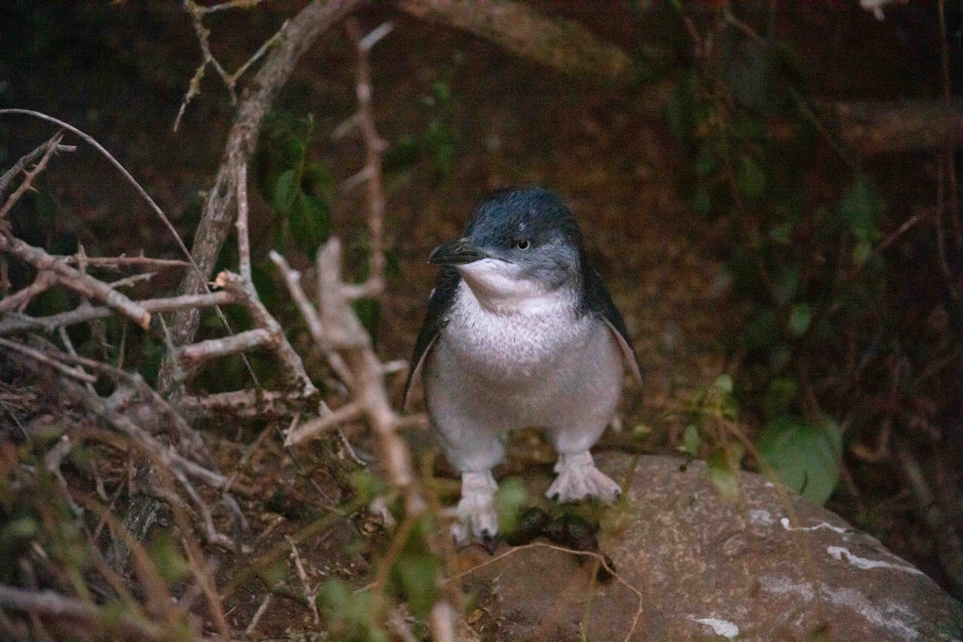 Little Penguin