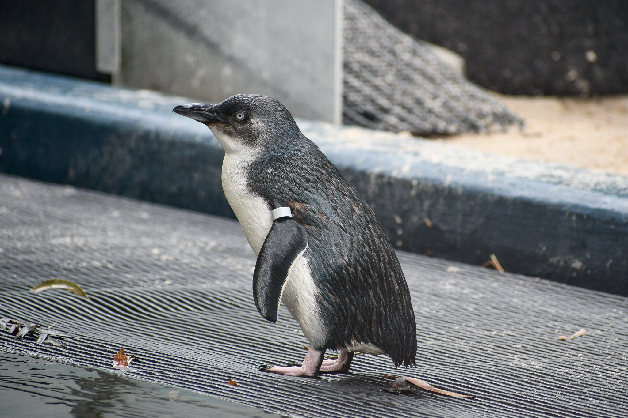Little Penguin