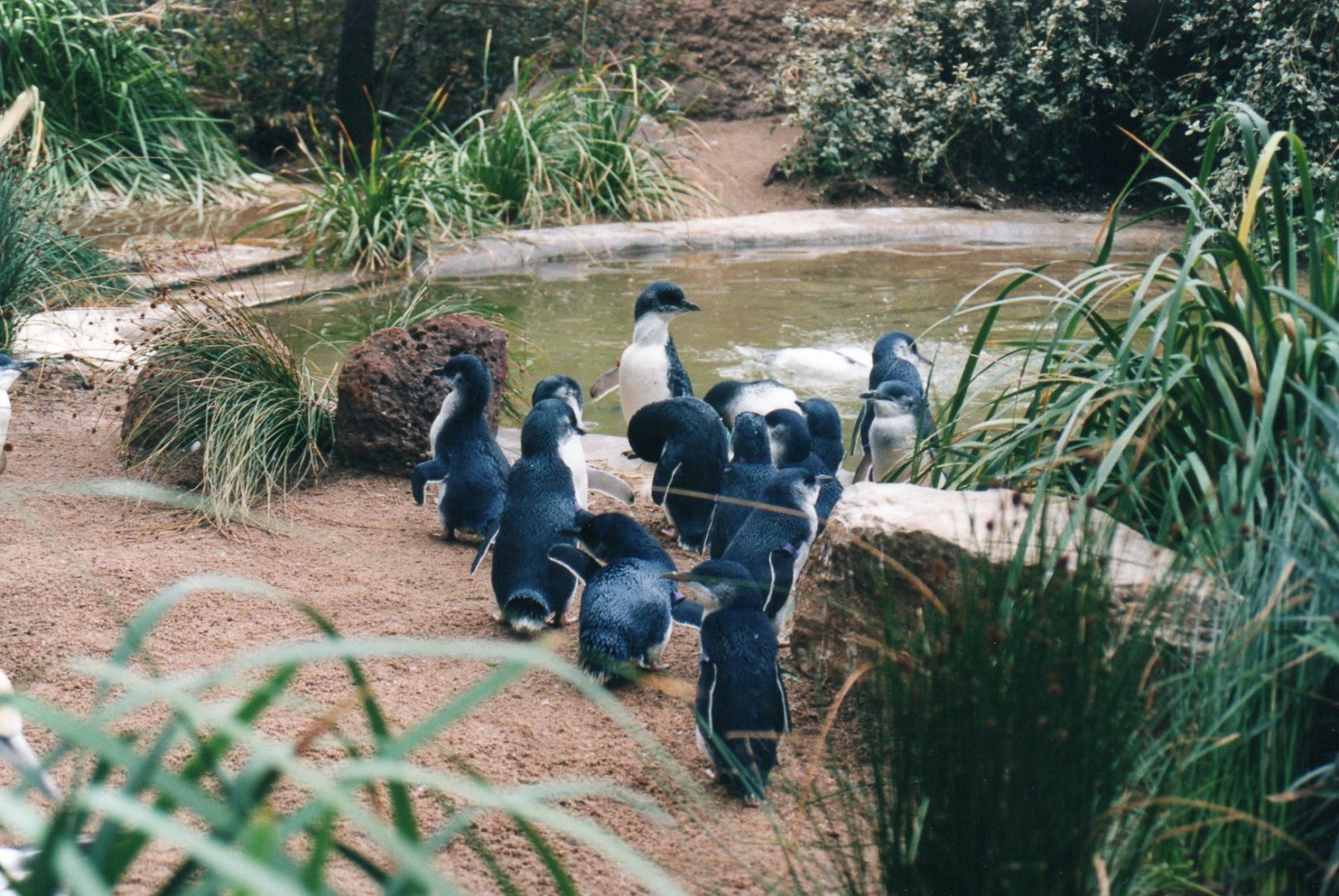 Little Penguins, 2004