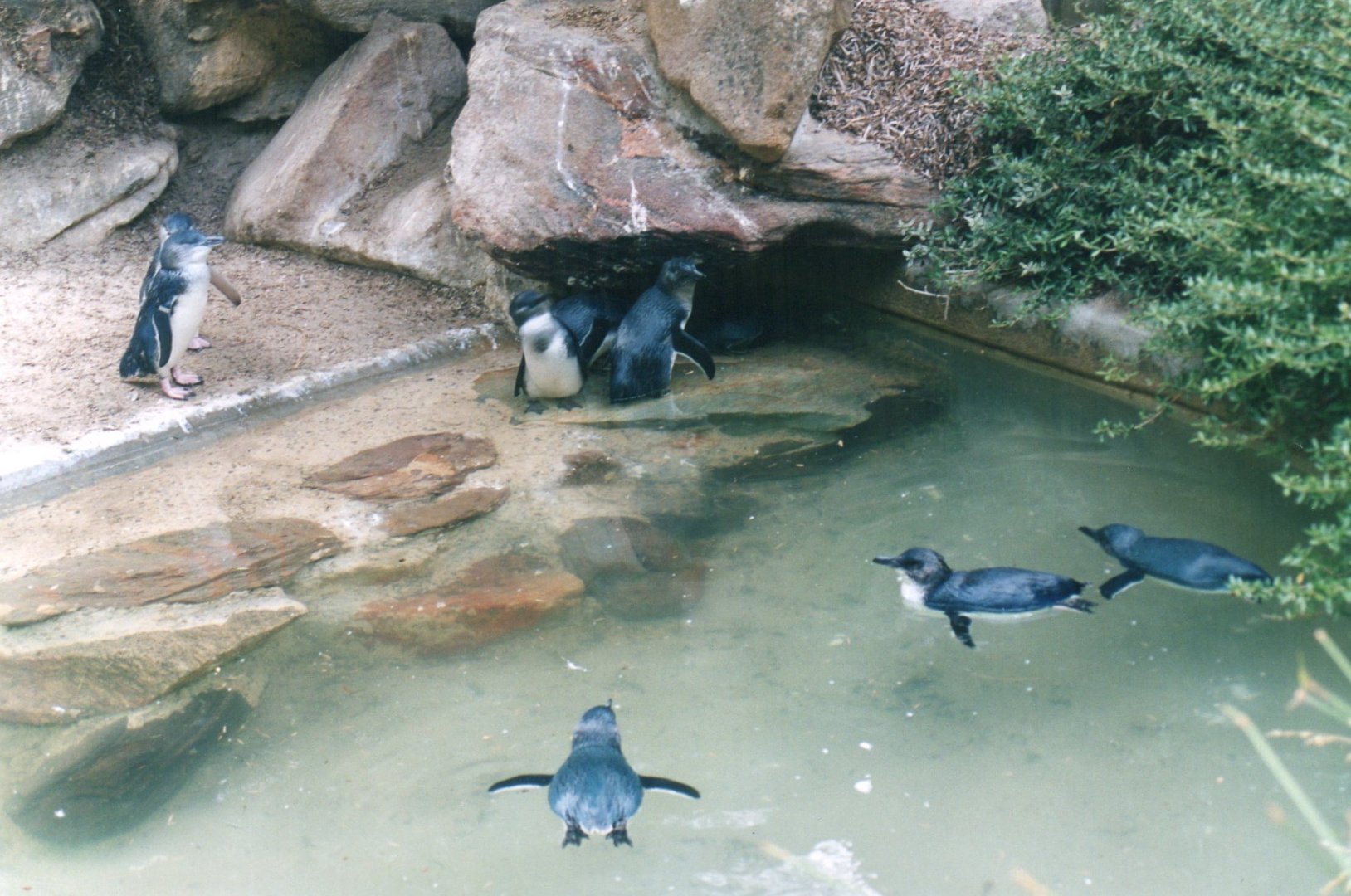 Little Penguins, 2004