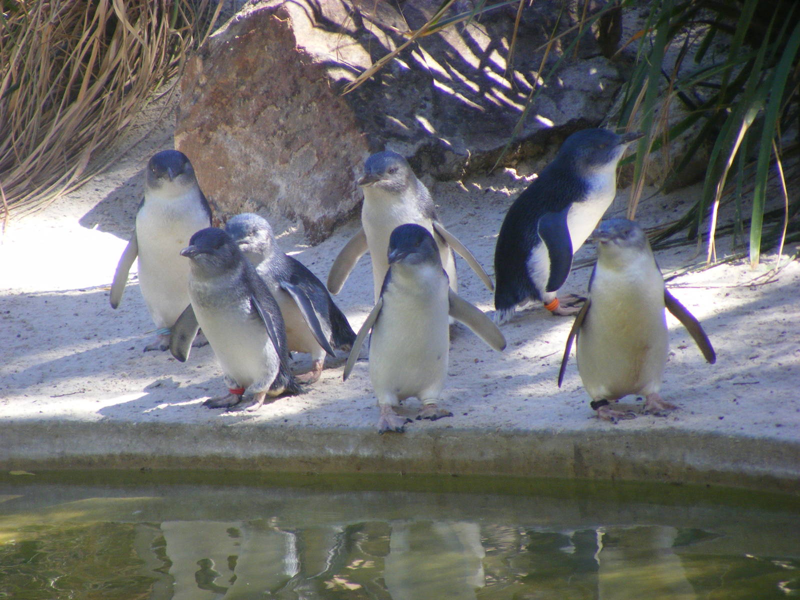 Little Penguins - April, 2010