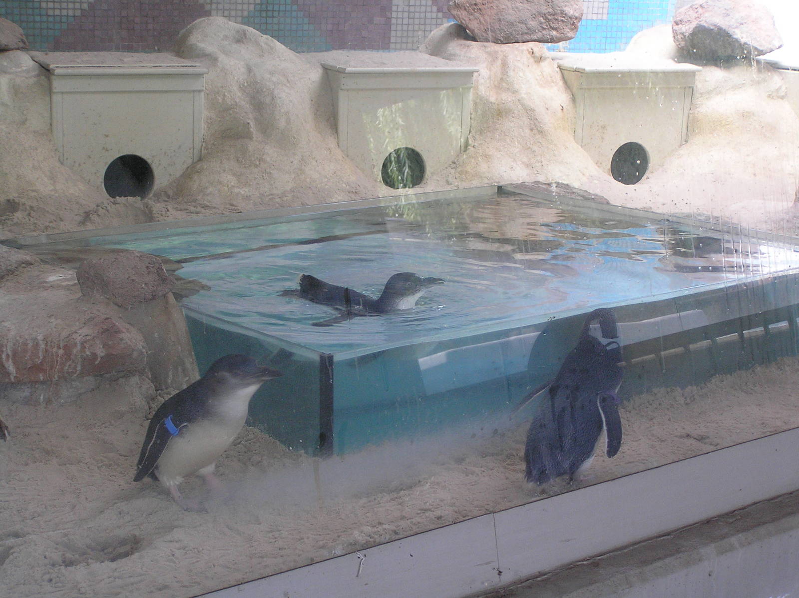 Little penguins - Cologne zoo 06