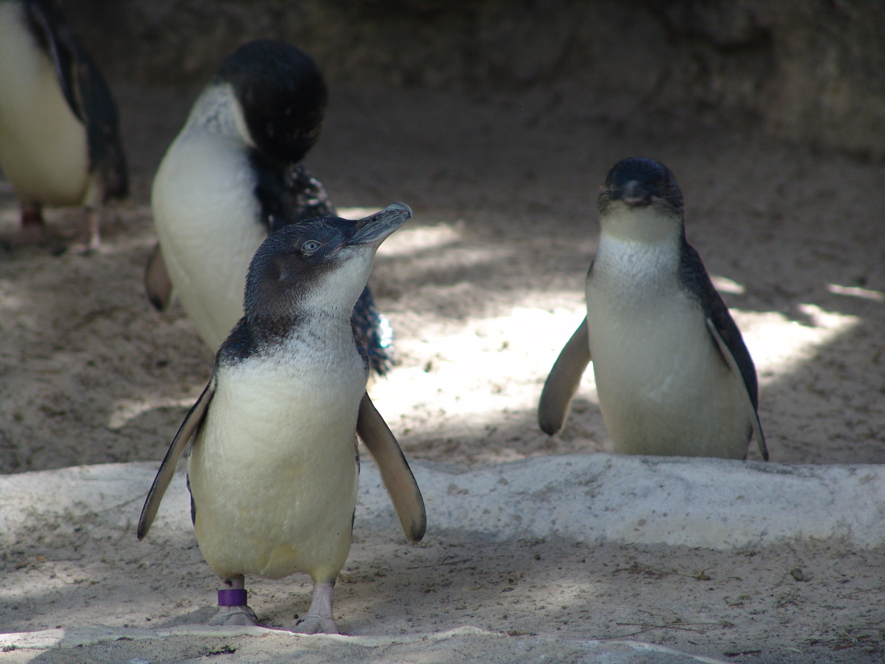 Little Penguins (Eudyptula minor)