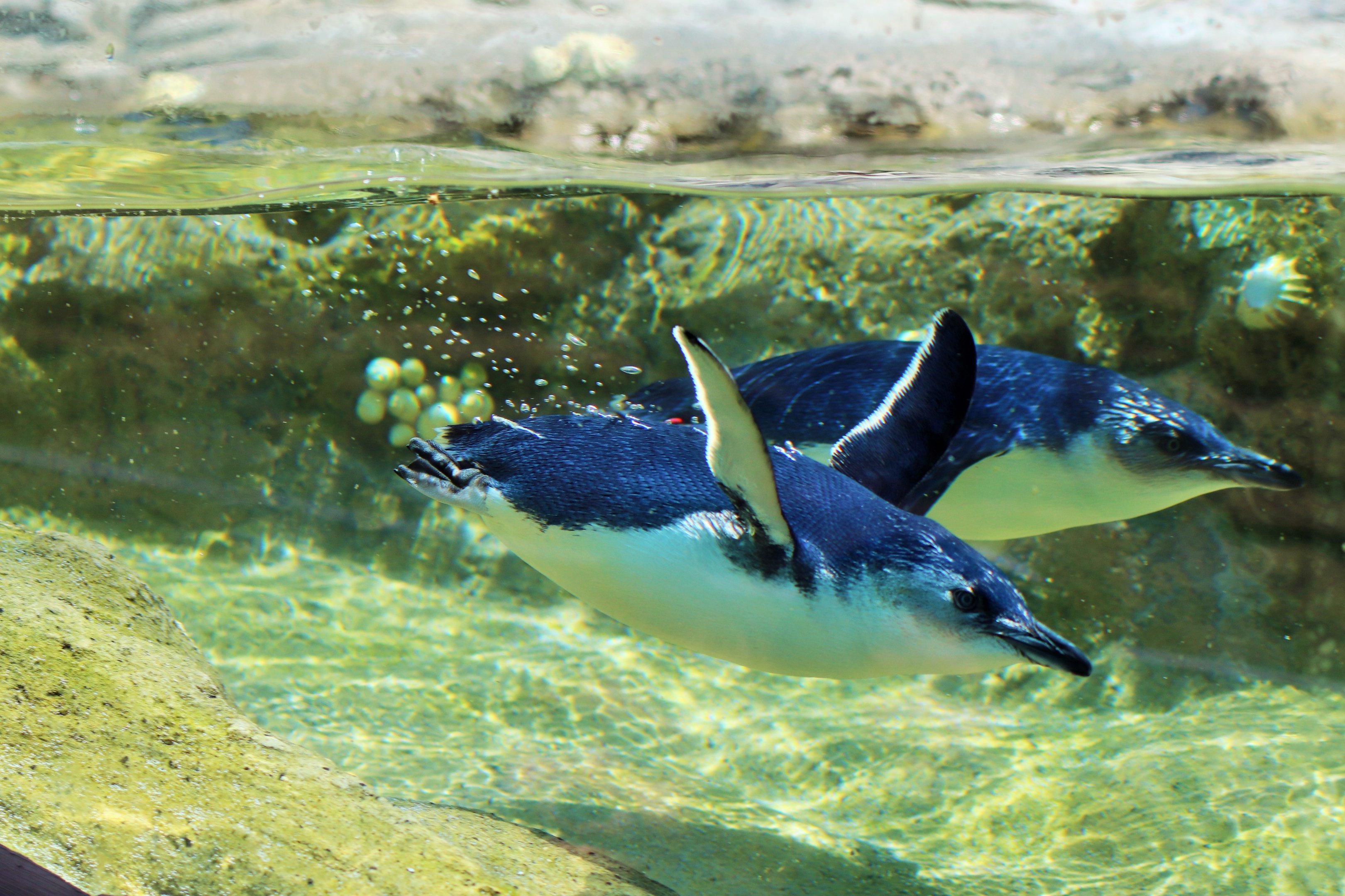 Little Penguins (Eudyptula minor)