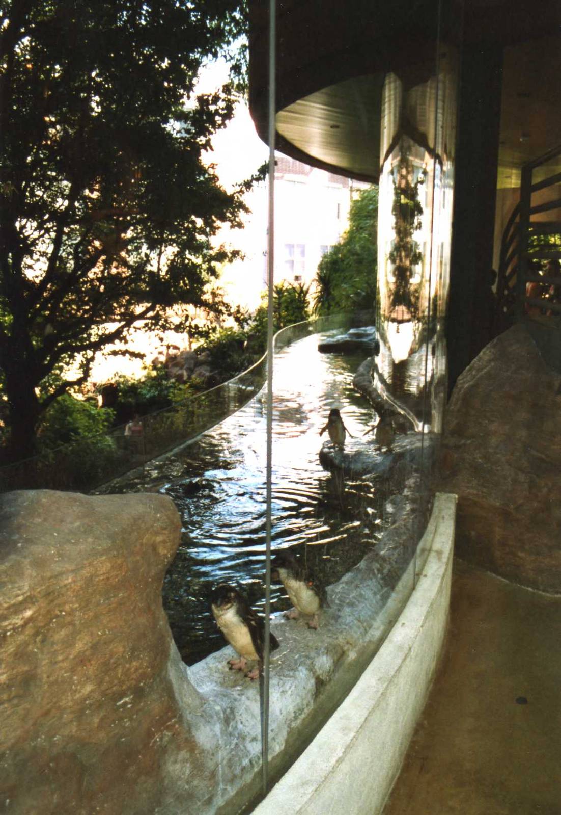 Little Penguins exhibit