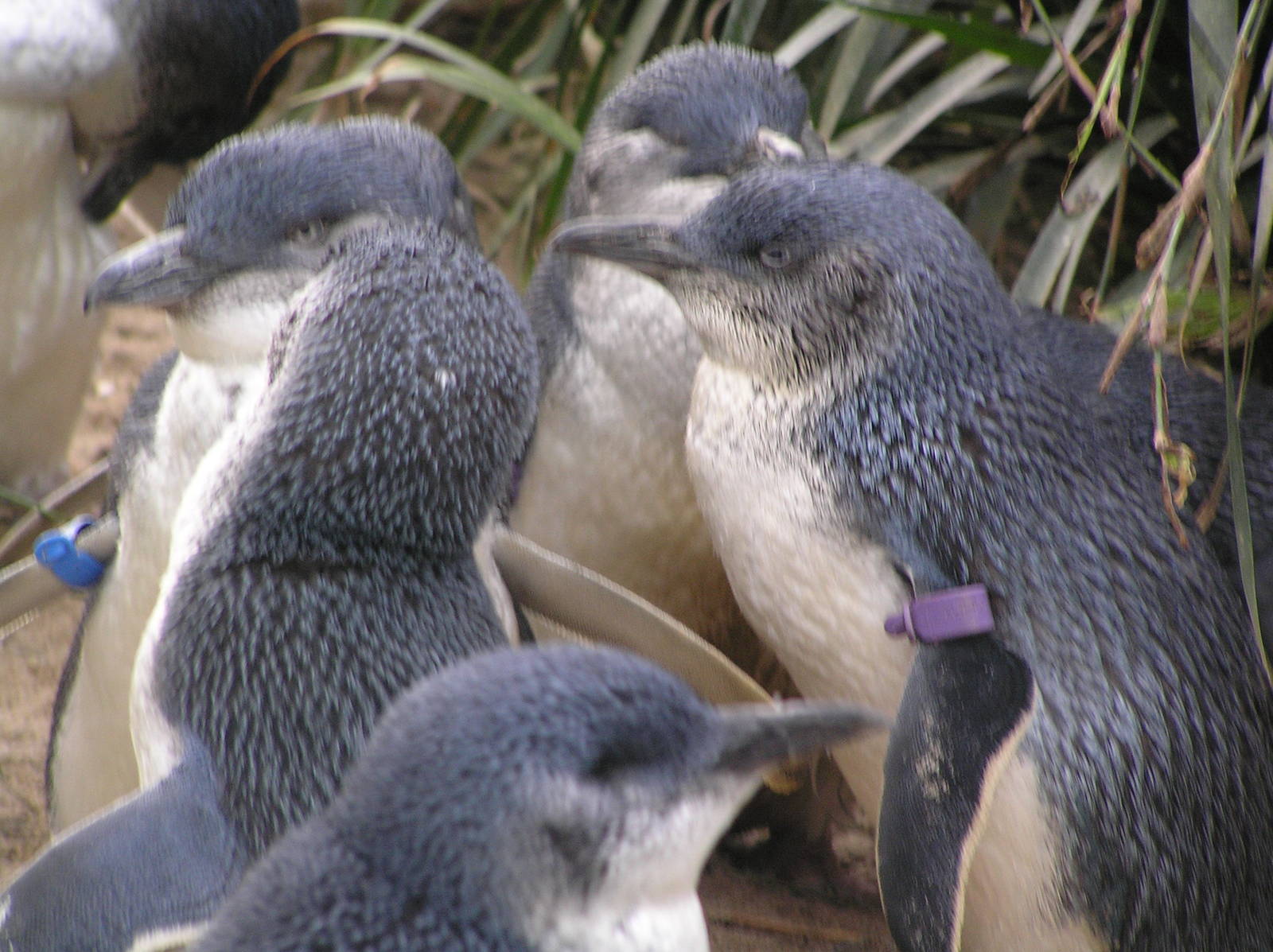 Little penguins - - Melbourne zoo 05