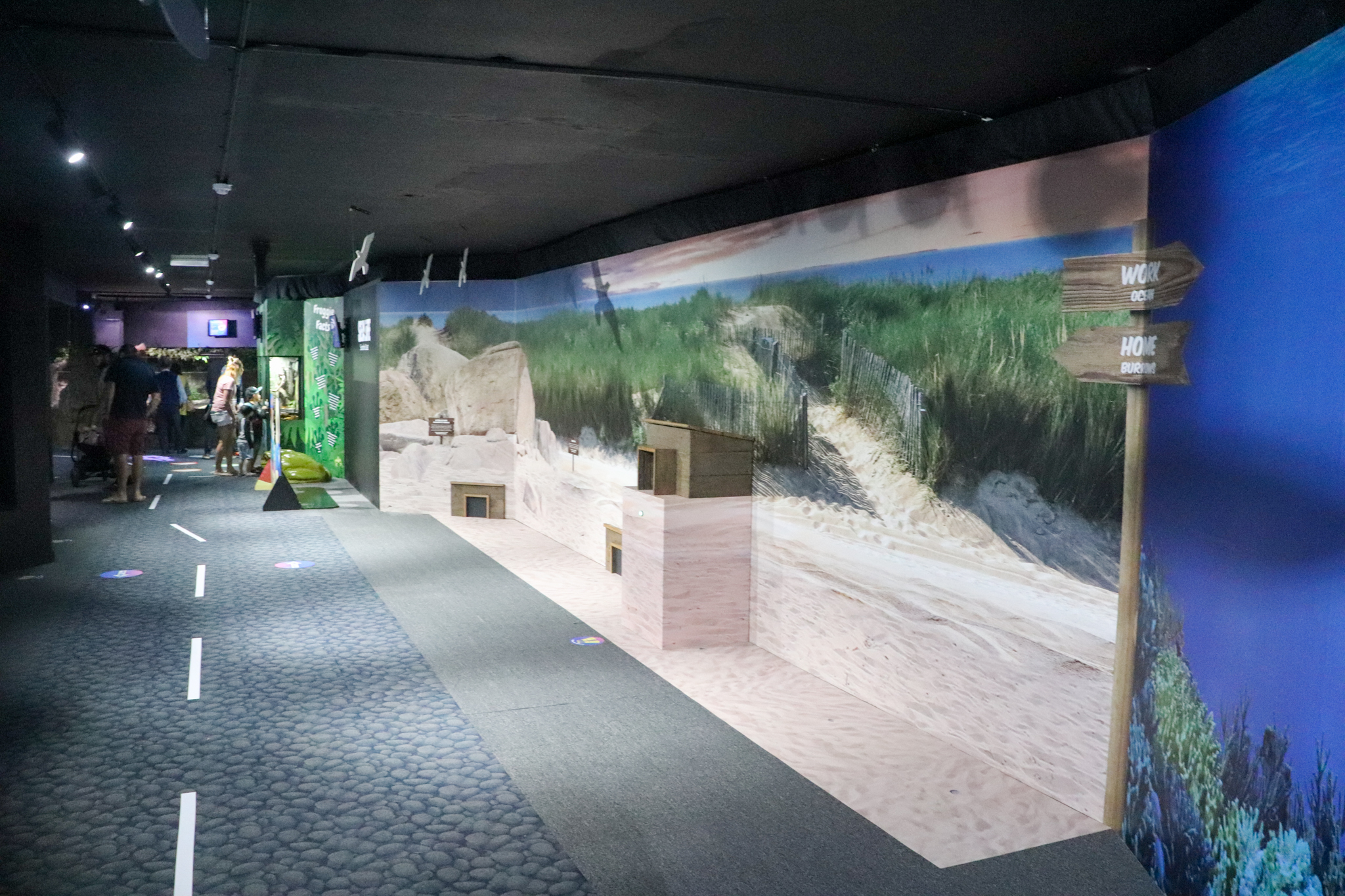 Little Penguins - New Display Opposite Underwater Viewing