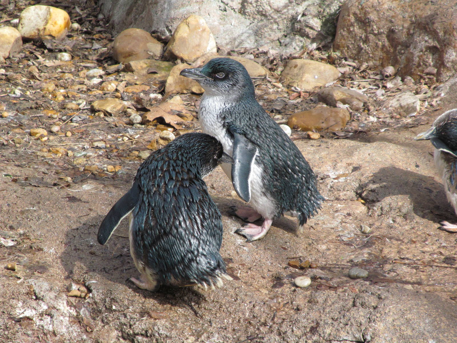 Little penguins