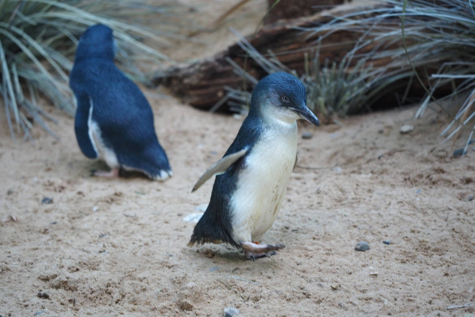 Little penguins