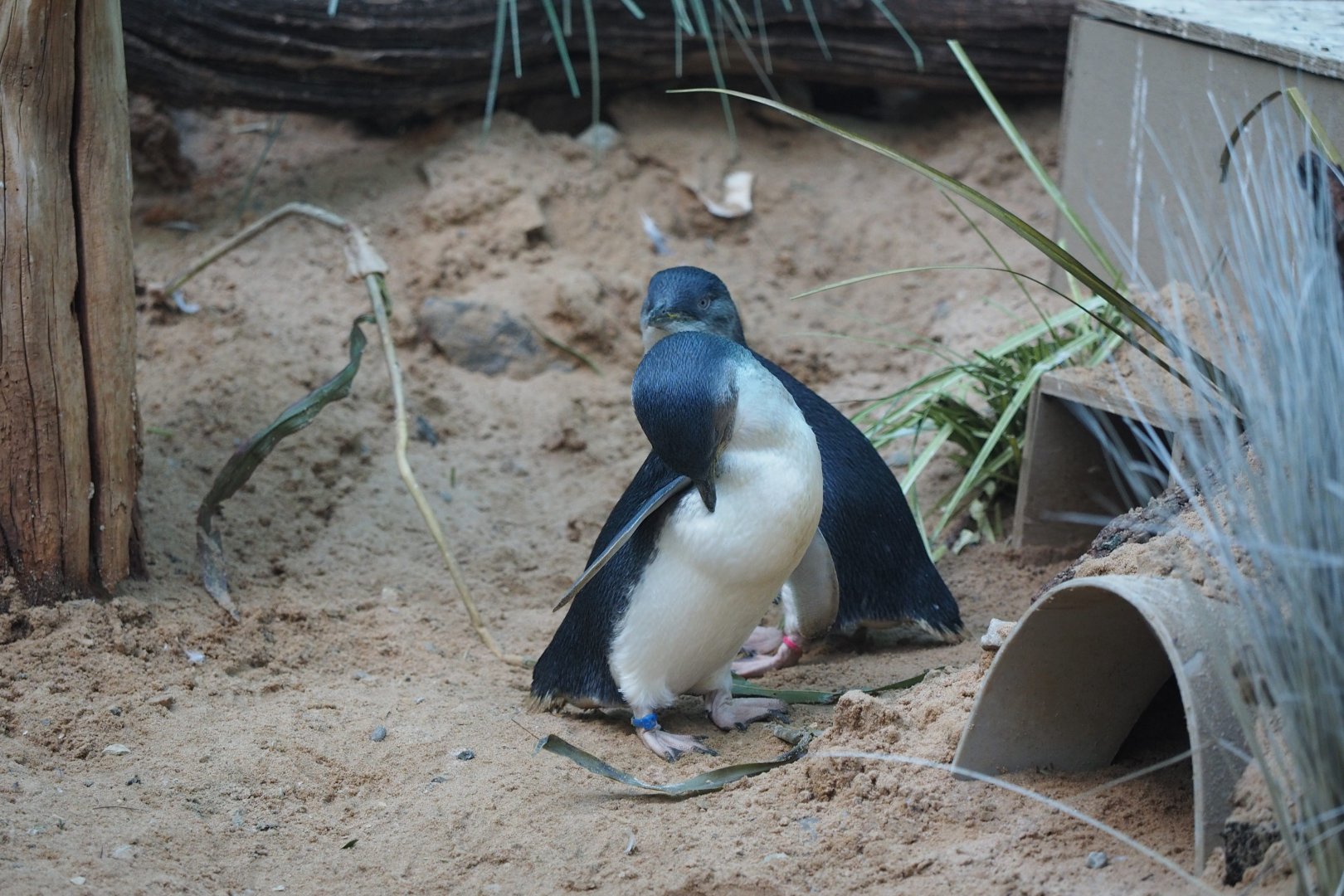 Little penguins