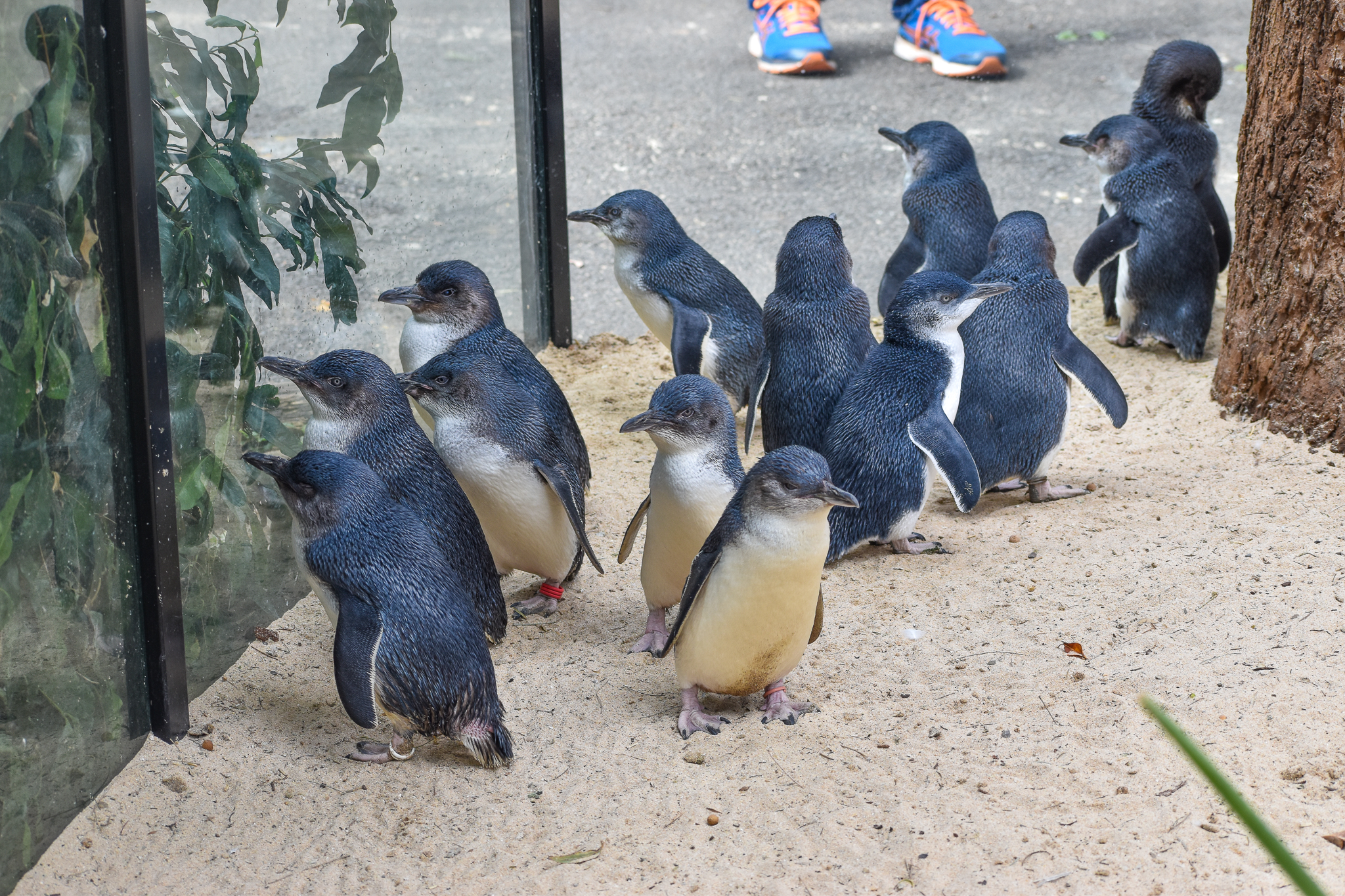 Little Penguins