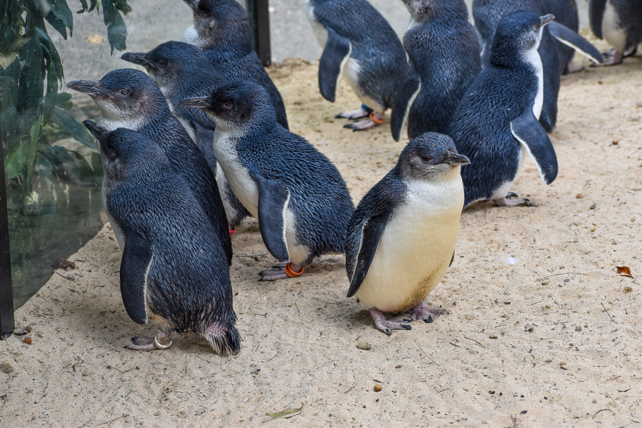 Little Penguins