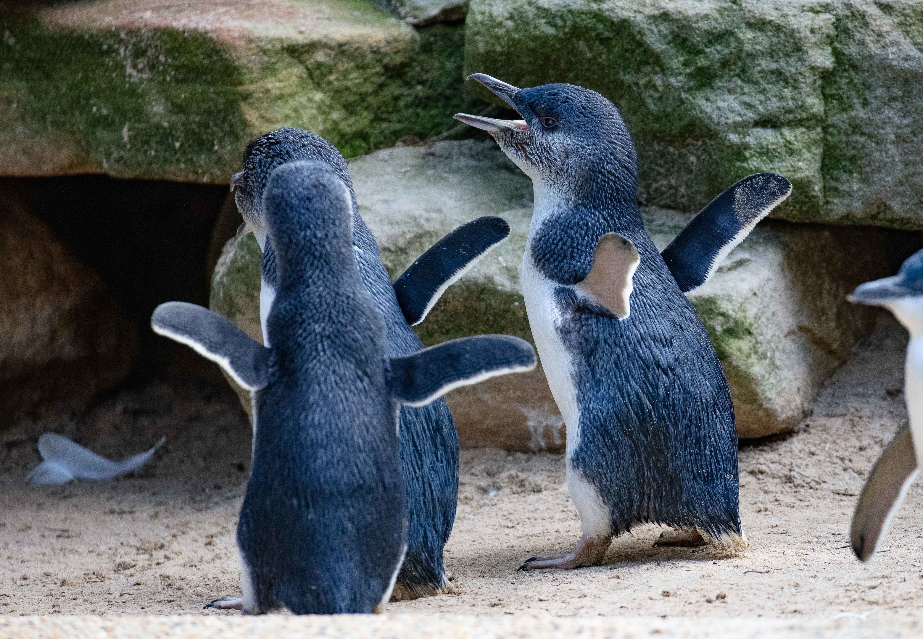 Little Penguins