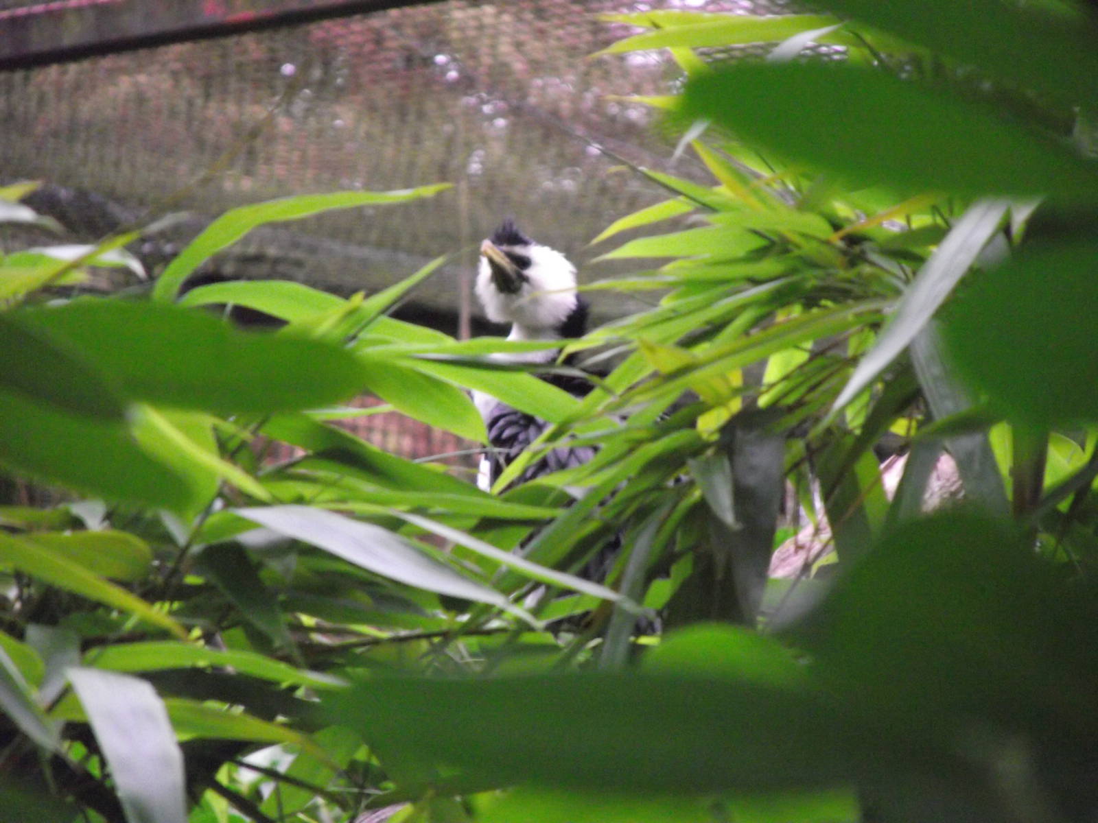 little pied cormorant 080811
