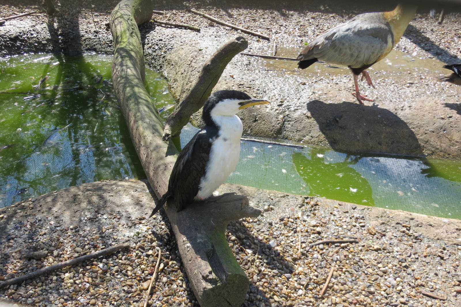 Little Pied Cormorant 090515