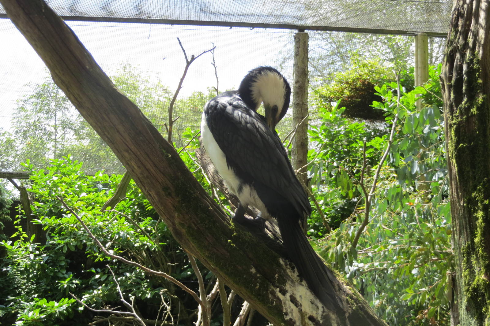 Little Pied Cormorant 110715