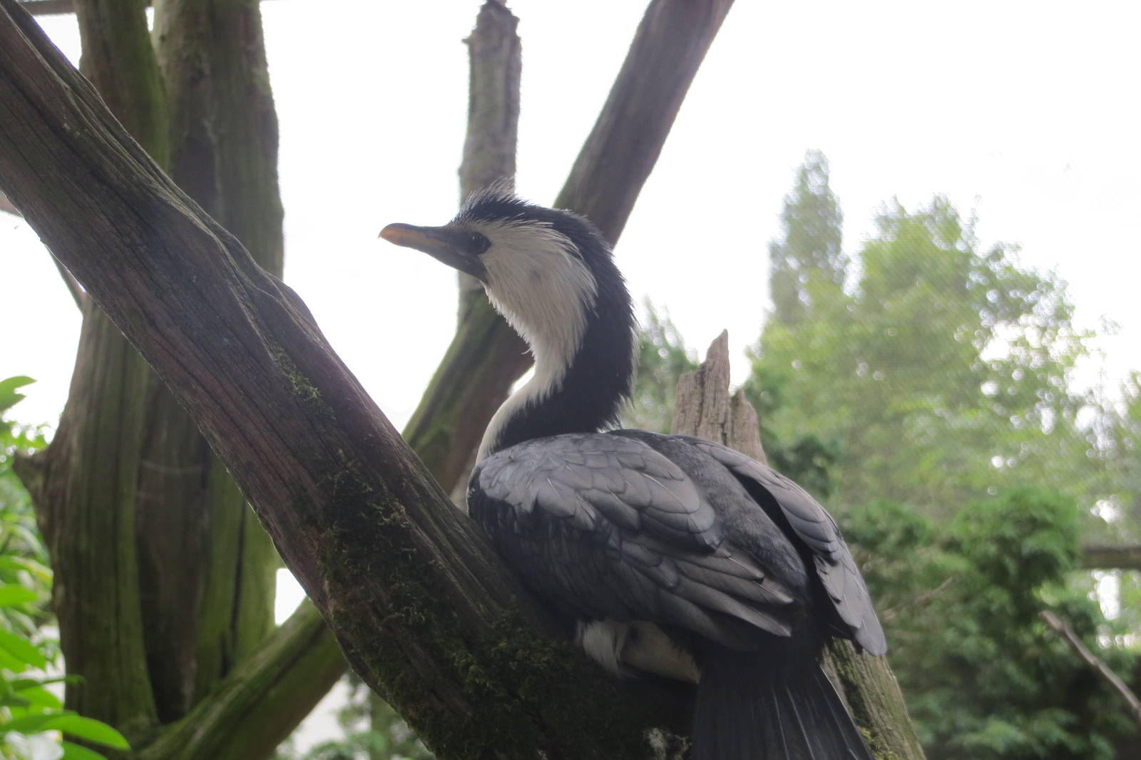 Little Pied Cormorant 110715