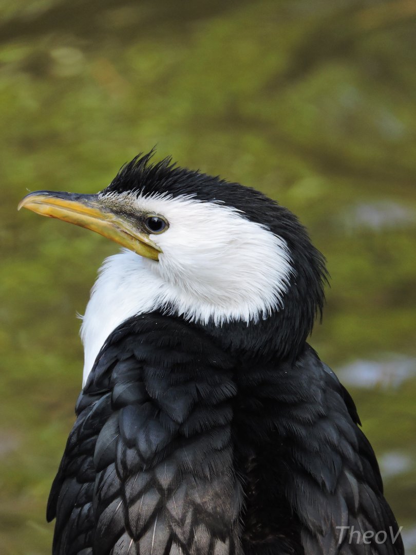 Little pied cormorant [2017]
