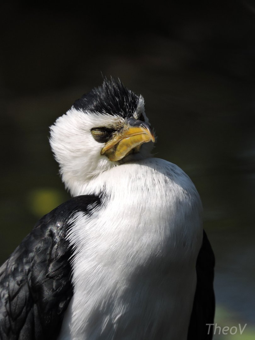 Little pied cormorant [2017]