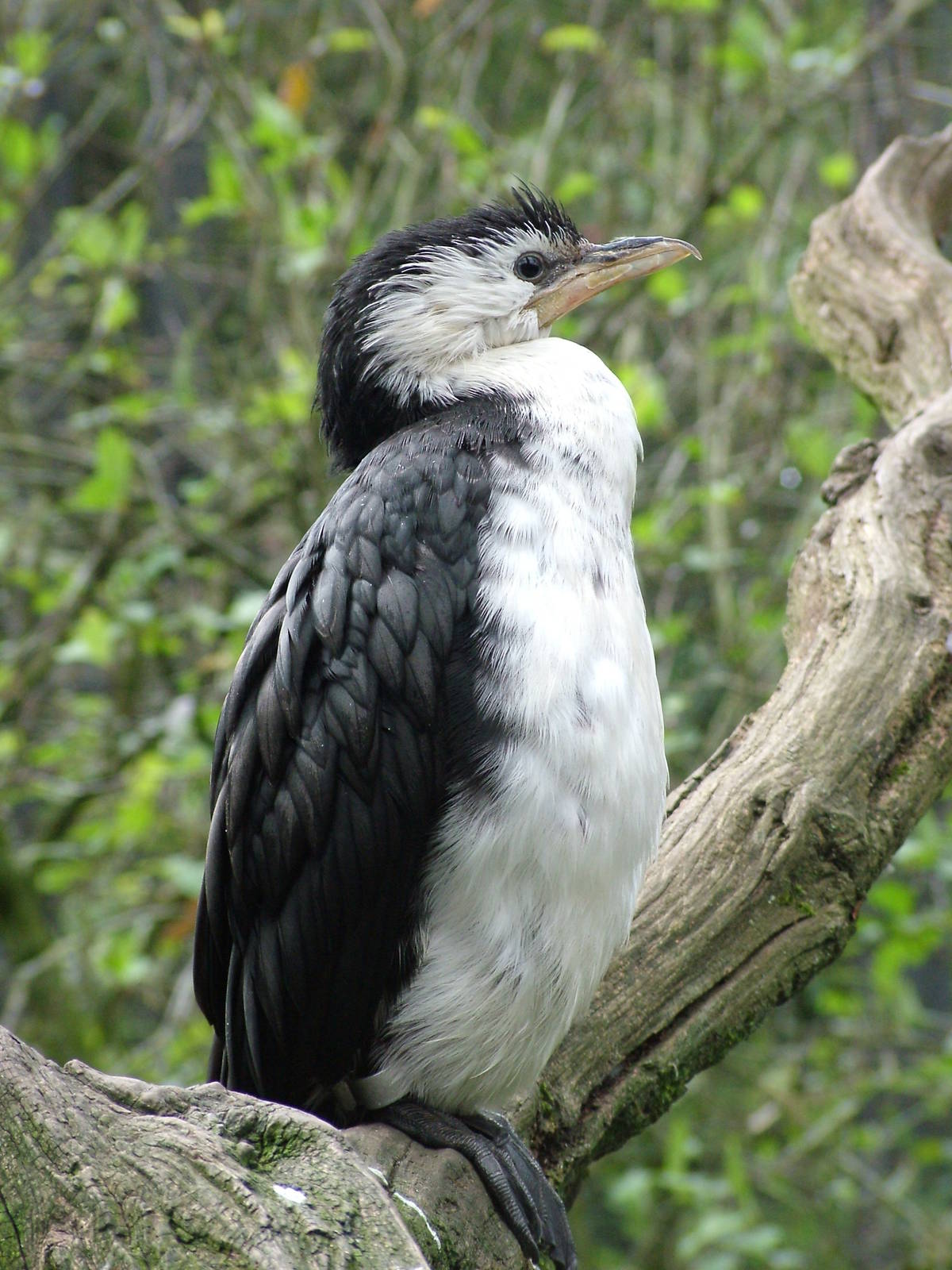 Little Pied Cormorant at Twycross 13/09/09