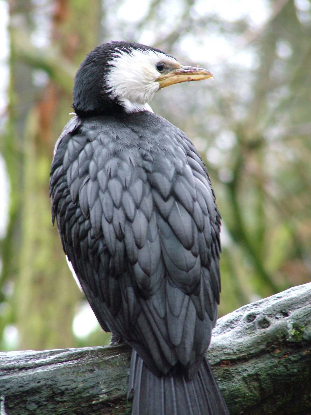 Little Pied Cormorant at Twycross 24/01/10