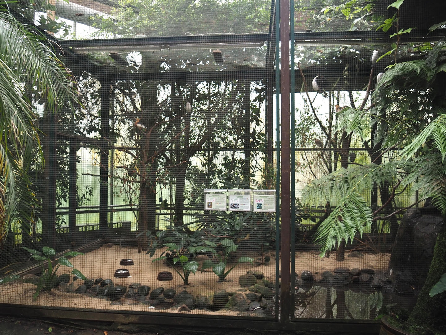 Little pied cormorant, Javan pond heron and Green-backed heron aviary, 2024-05-22