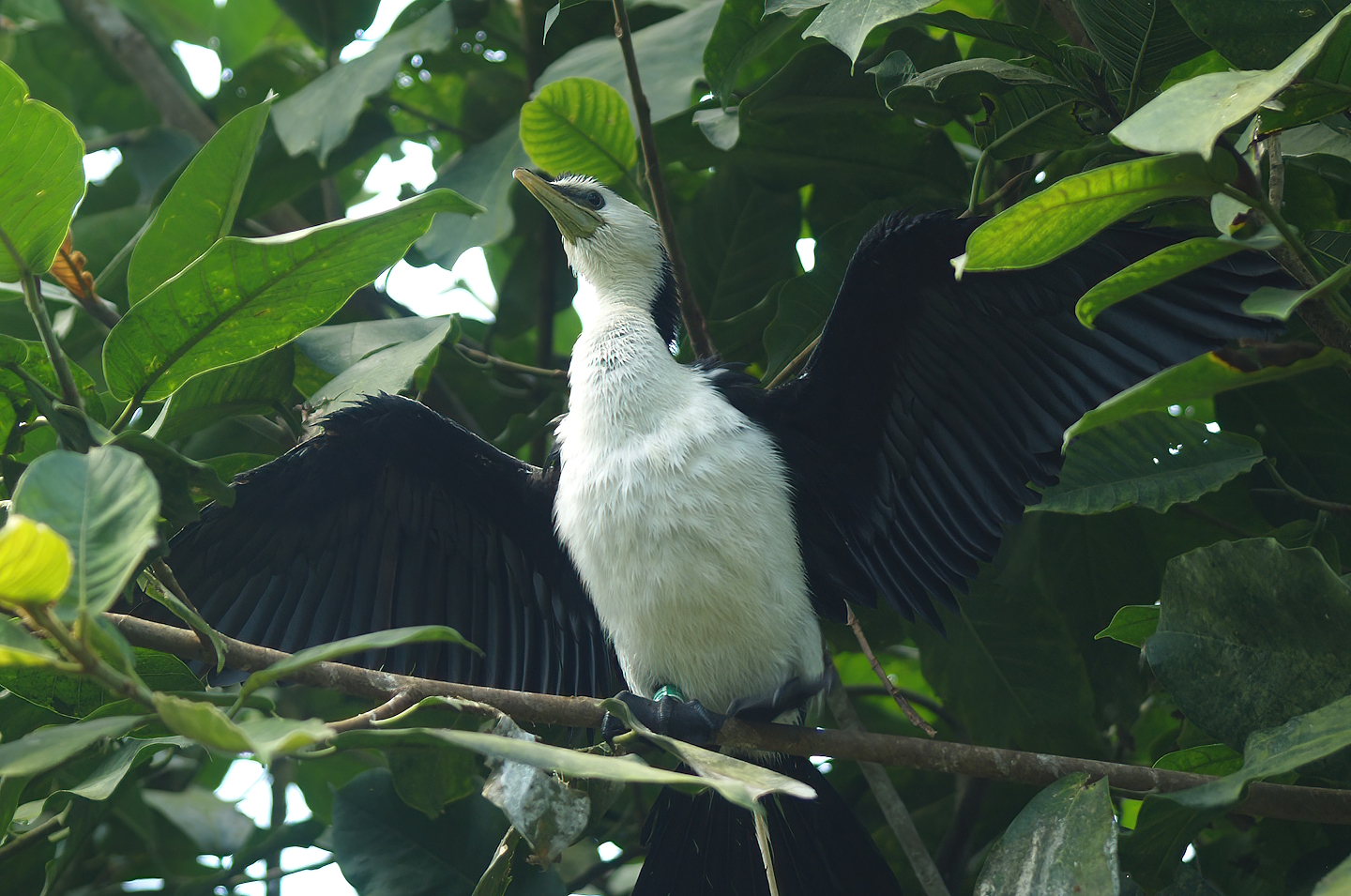 Little pied cormorant (Microcarbo melanoleucos), 2014-09-07