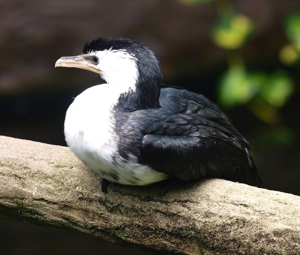 Little pied cormorant (Microcarbo melanoleucos), 2015-08-15
