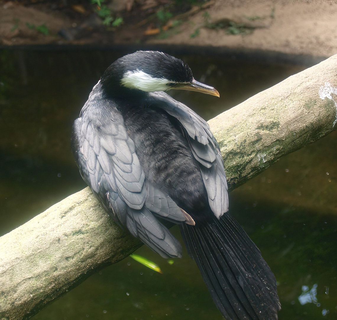 Little pied cormorant (Microcarbo melanoleucos), 2015-08-15
