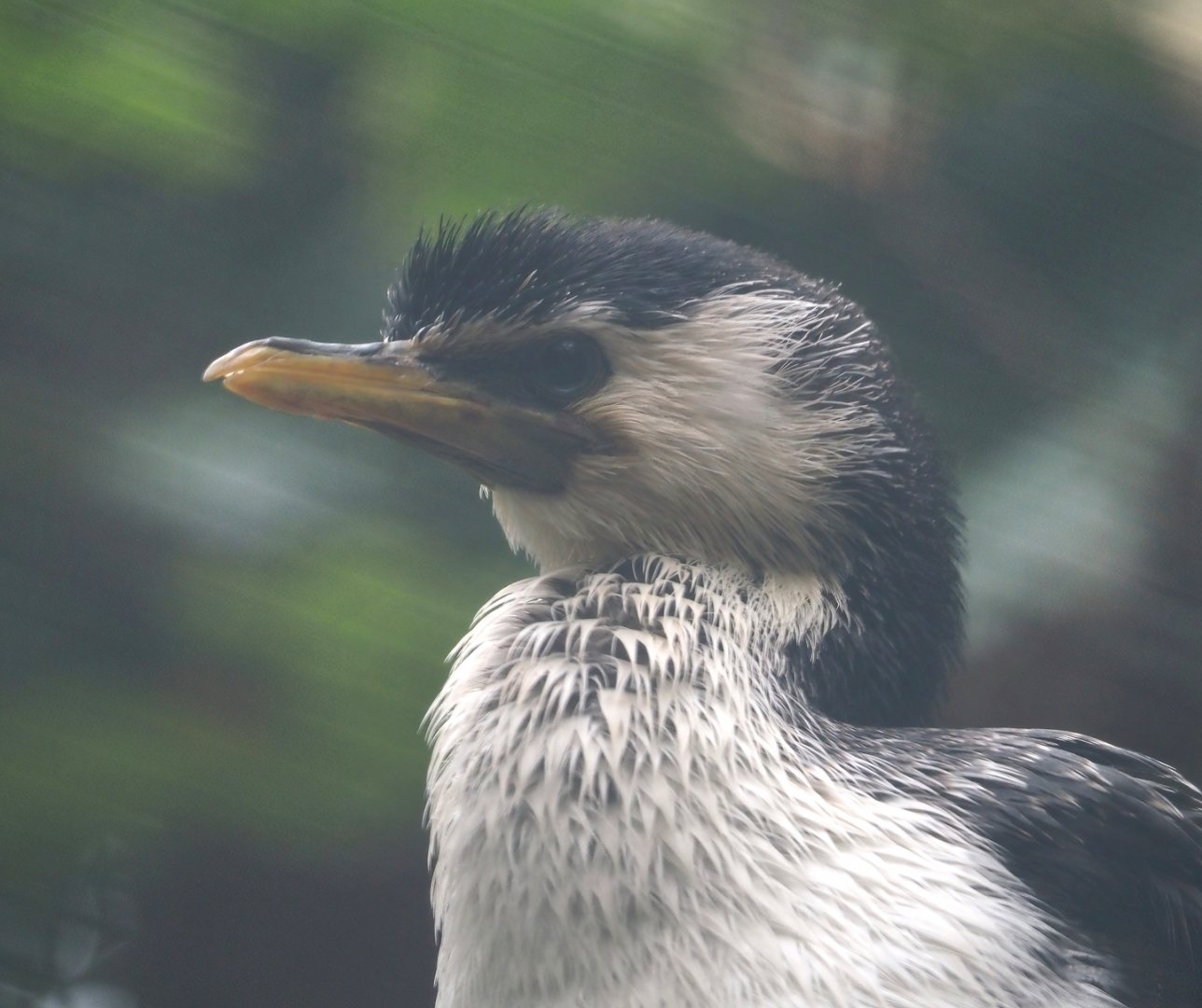 Little pied cormorant (Microcarbo melanoleucos), 2024-05-22