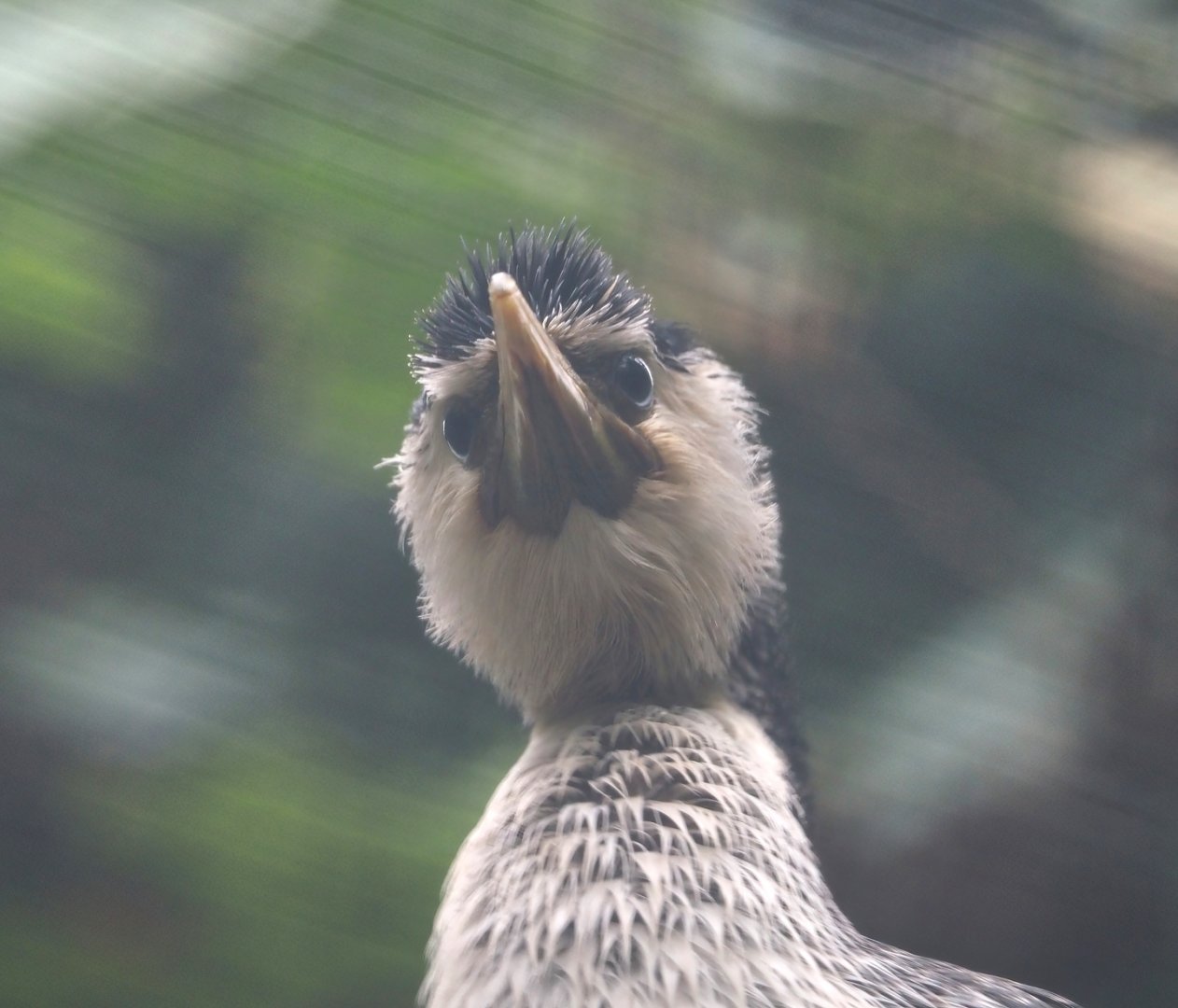 Little pied cormorant (Microcarbo melanoleucos), 2024-05-22