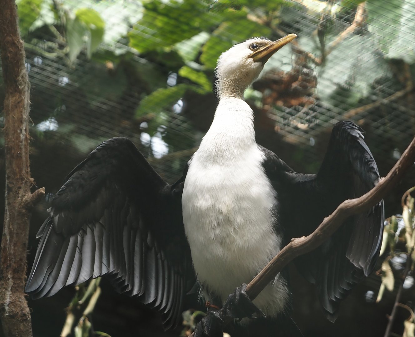 Little pied cormorant (Microcarbo melanoleucos), 2024-05-23