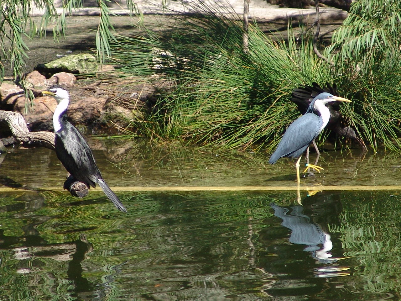 Little Pied Cormorant (Microcarbo melanoleucos) and a Pied Heron (Ardea pic